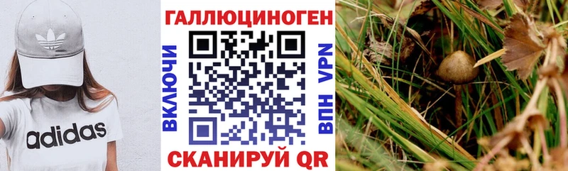 купить наркотики цена  Старая Русса  Галлюциногенные грибы Psilocybe 